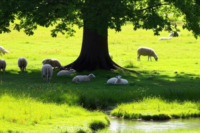 Illustration rests - Image 1