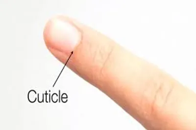 Illustration cuticle - Image 2