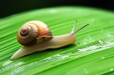 Illustration slow - Image 1