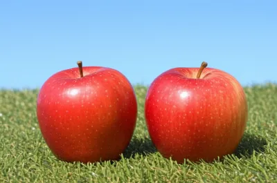 Illustration geminate - Image 1