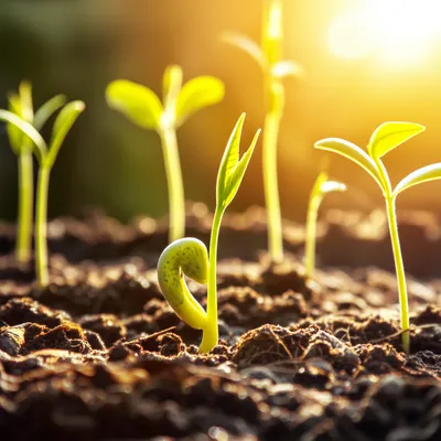 Illustration kin - Image 1