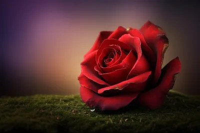 Illustration mortality - Image 1