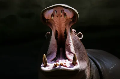 Illustration gape - Image 1