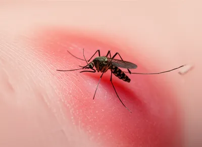 Illustration stings - Image 1