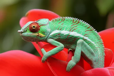 Illustration counterfeits - Image 1