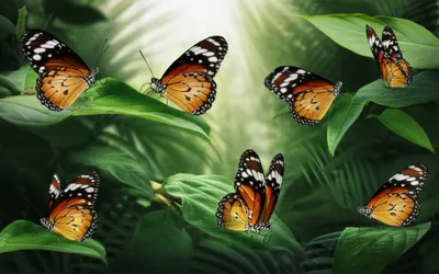 Illustration cruiser - Image 1