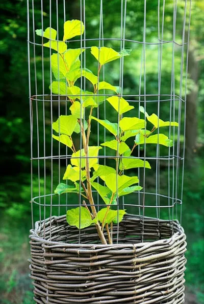 Illustration constrain - Image 1