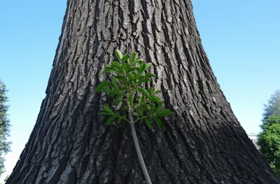 Illustration adjunct - Image 1