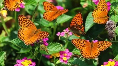 Illustration leopard - Image 1