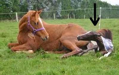 Illustration foal - Image 2