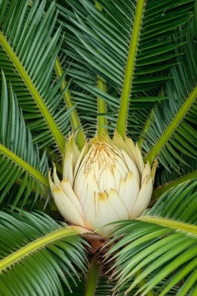 Illustration cabbage - Image 1