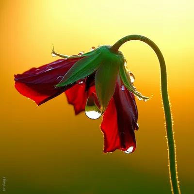 Illustration rallies - Image 1