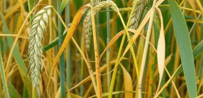 Illustration rust - Image 1