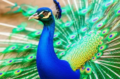 Illustration whet - Image 1