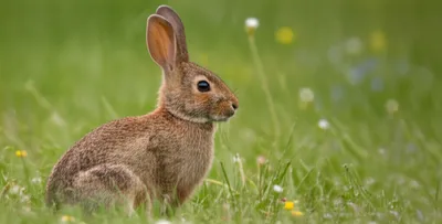 Illustration rabbit - Image 1