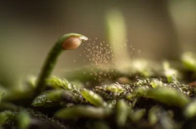 Illustration operculum - Image 1