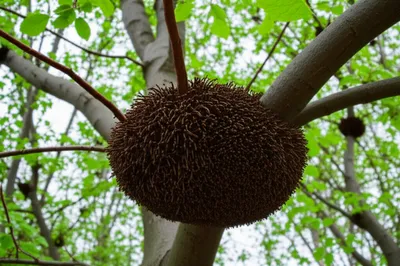 Illustration plica - Image 1