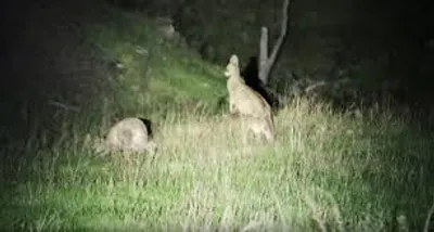 Illustration lamp - Image 2