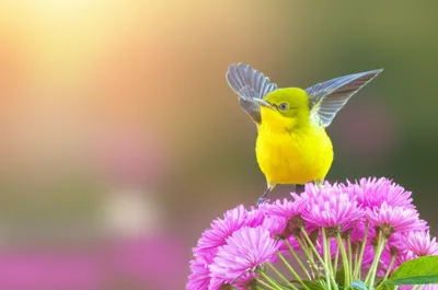 Illustration fledgling - Image 1