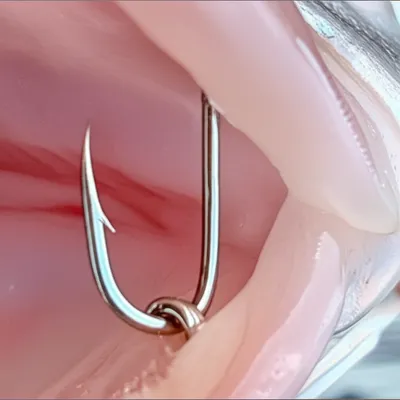 Illustration barb - Image 1