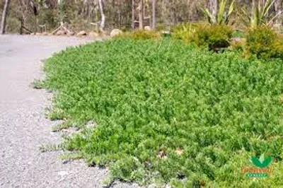 Illustration prostrate - Image 2