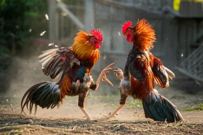 Illustration sparring - Image 1