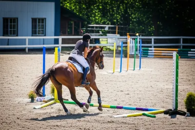 Hình ảnh minh họa gymkhana - Ảnh 1