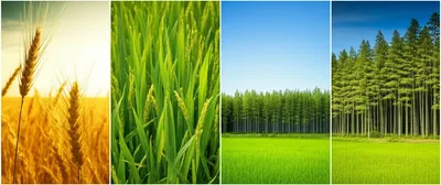 Illustration grasses - Image 1