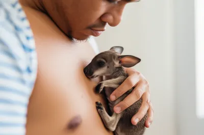 Illustration kangaroos - Image 1