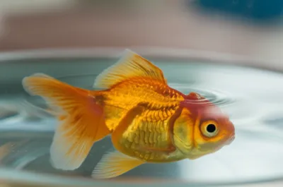 Illustration fins - Image 1