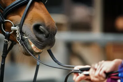 Illustration bridles - Image 1