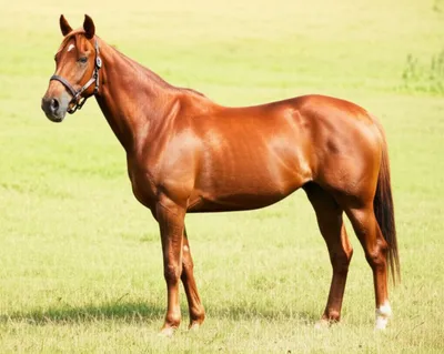 Illustration chestnut - Image 1