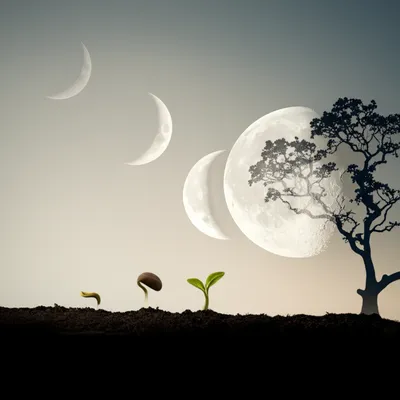 Illustration waxings - Image 1