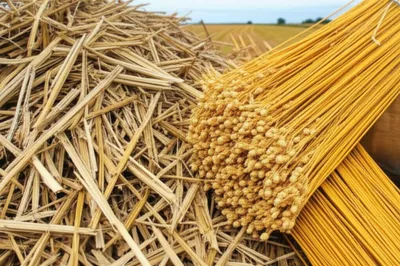 Illustration boon - Image 1