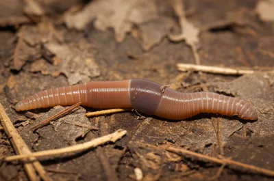 Illustration saddles - Image 1