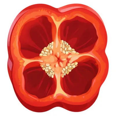 Illustration loculus - Image 1