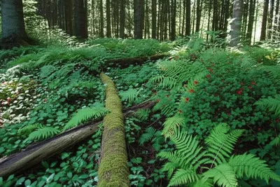 Illustration undergrowth