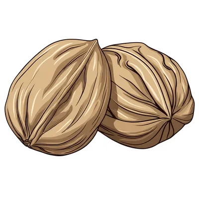 Illustration testicular