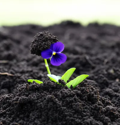 Illustration smothered