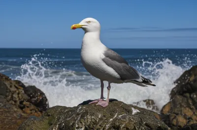 Illustration cob - Image 1