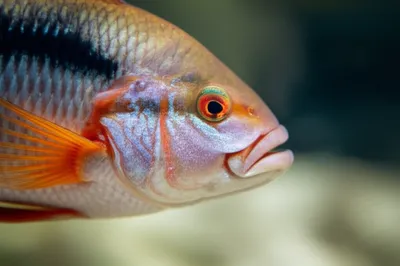 Illustration gills - Image 1