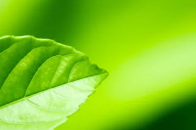 Illustration pinna - Image 1