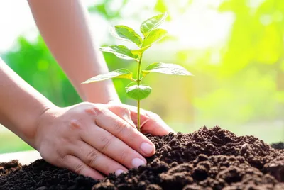 Illustration initiated - Image 1