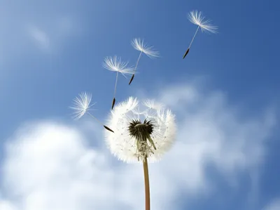 Illustration dreams - Image 1