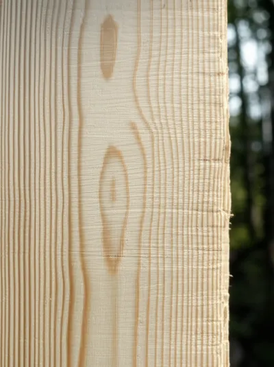 Illustration hackberry - Image 1