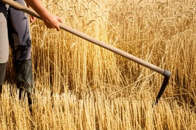 Illustration crops - Image 1