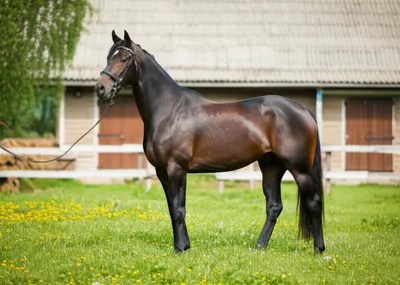 Illustration thoroughbred - Image 1