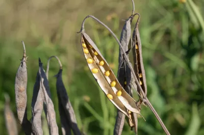 Illustration pods - Image 1