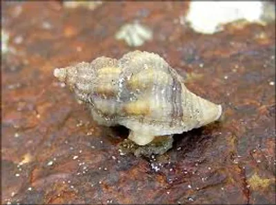 Illustration drill - Image 2