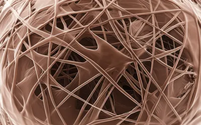Illustration microfilaments